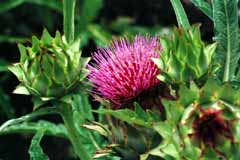 Foto, materieel, vrij, landschap, schilderstuk, bevoorraden foto,Grote thistle bloem, Purper, Knop, , 