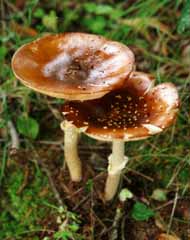 photo,material,free,landscape,picture,stock photo,Creative Commons,Chummy mushrooms, brown, fungus, soil, 