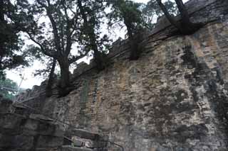 photo,material,free,landscape,picture,stock photo,Creative Commons,Ling constant Ishigaki, Ishigaki, Wall, Trees, World Heritage