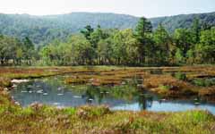 Foto, materiell, befreit, Landschaft, Bild, hat Foto auf Lager,Gelassenes Herbstsumpfland, Teich, Baum, Berg, 