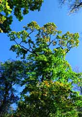 photo,material,free,landscape,picture,stock photo,Creative Commons,Tree striving to grow, green, branch, , 