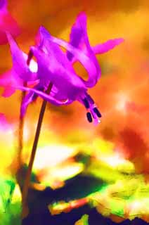 illust, matire, libre, paysage, image, le tableau, crayon de la couleur, colorie, en tirant,Japonais du chien dent fleurs violet, Erythronium, , Ken Kyoko, 