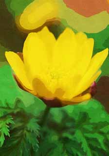 illust,tela,gratis,paisaje,fotografa,idea,pintura,Lpiz de color,dibujo,Extremo Oriente Amur Adonis, GANJITSUSOU, Csped de da de ao nuevo, Pngase amarillo, EFEMERARU de primavera