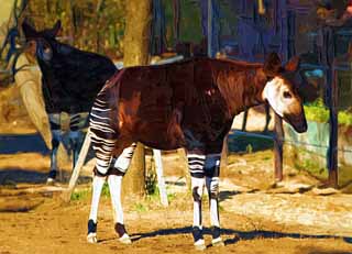 ,,, ,,,   , ,.  

, Okapi.,  ?,   ,  