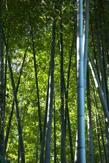 fotografia, materiale, libero il panorama, dipinga, fotografia di scorta,Bamb, Erba di bamb, Bamb, Sezione, Green