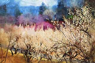 illust, matire, libre, paysage, image, le tableau, crayon de la couleur, colorie, en tirant,Plum Orchard blanc prune fleur, UME, Prunes, Prune, Branche