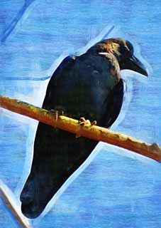 illust, , , , , ,  ,  , .,Crow, KARASU, Crow, Silky, Raven