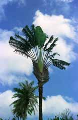 fotografia, materiale, libero il panorama, dipinga, fotografia di scorta,L'albero di viaggiatore, ventilatore, cielo blu, nube, 