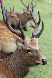 Foto, materiell, befreit, Landschaft, Bild, hat Foto auf Lager,Ein Hirsch von Nara, , Hirsch, , Horn