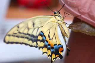 Foto, materiell, befreit, Landschaft, Bild, hat Foto auf Lager,Ein gewhnlicher gelber Schwalbenschwanz, Schmetterling, , , Phosphorpulver