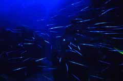 photo, la matire, libre, amnage, dcrivez, photo de la rserve,cole bleue, poisson, bleu, , 