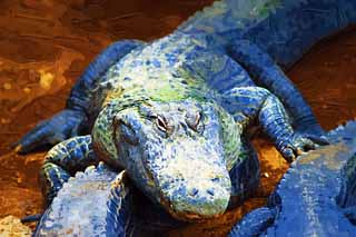 illust, material, livram, paisagem, quadro, pintura, lpis de cor, creiom, puxando,Crocodilo de Mississippi, crocodilo, , , Rpteis