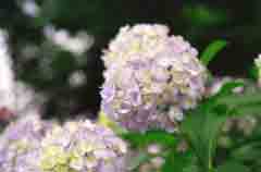 fotografia, materiale, libero il panorama, dipinga, fotografia di scorta,Fiori di ortensia, bianco, , , 