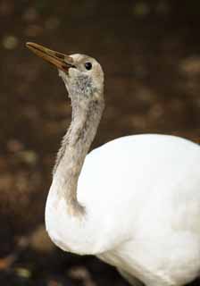 Foto, materieel, vrij, landschap, schilderstuk, bevoorraden foto,De jonge vogel van de witte kraan met een rode heuvelrug, Witte kraan met een rode heuvelrug, Kraan, Zeen, 