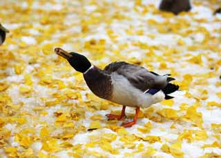 fotografia, materiale, libero il panorama, dipinga, fotografia di scorta,Il bulbul dell'anatra, anatra, , , ginkgo