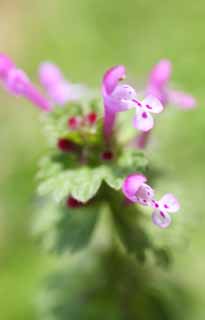 Foto, materiell, befreit, Landschaft, Bild, hat Foto auf Lager,Ein henbit, , Blume des Frhlings, Park, Blmchen