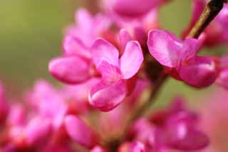 photo, la matire, libre, amnage, dcrivez, photo de la rserve,Un Judas arbre, , fleur du printemps, parc, fleuron