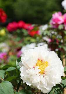 photo, la matire, libre, amnage, dcrivez, photo de la rserve,La pivoine de Temple Hase-dera, pivoine, bouton, , Mitera de la fleur