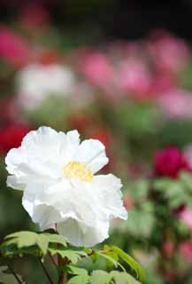 photo,material,free,landscape,picture,stock photo,Creative Commons,The peony of Hase-dera Temple, peony, button, , Mitera of the flower