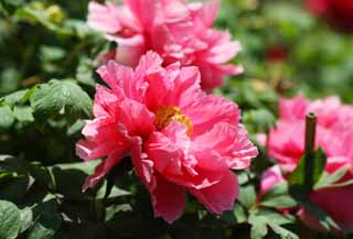 , , , , ,  .,peony Hase-dera , peony, , , Mitera 