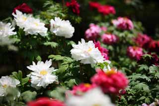 fotografia, materiale, libero il panorama, dipinga, fotografia di scorta,La peonia di Tempio di Hase-dera, peonia, bottone, , Mitera del fiore