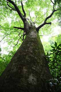 fotografia, materiale, libero il panorama, dipinga, fotografia di scorta,Un albero di Mt. Takao, L'abbaio, Muschio, modo di ramo, foresta