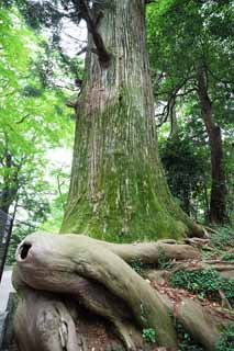 ,,, ,,,   Mt. Takao., ., Mt. Takao  , ., .