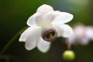 Foto, materieel, vrij, landschap, schilderstuk, bevoorraden foto,Een Anemonopsis macrophylla, Kroonblad, Blanke ontwikkelen, Bloem van de zomer, Ik ben knap