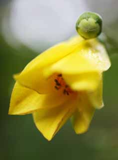 fotografia, material, livra, ajardine, imagine, proveja fotografia,palmata, ptala, Amarelo, flor do vero, Eu estou bonito