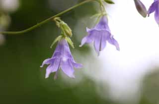 fotografia, materiale, libero il panorama, dipinga, fotografia di scorta,Remotiflora di Adenophora, petalo, campanula, fiore dell'estate, Io sono bello