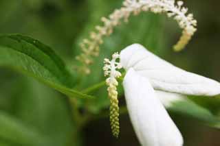 fotografia, materiale, libero il panorama, dipinga, fotografia di scorta,Remotiflora di Adenophora, petalo, campanula, fiore dell'estate, Io sono bello