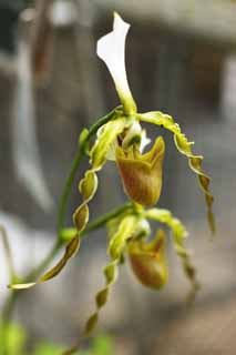 Foto, materiell, befreit, Landschaft, Bild, hat Foto auf Lager,Paphiopedilum, grne Blume, Eine Orchidee, Locke, 