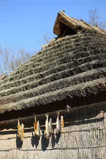 photo,material,free,landscape,picture,stock photo,Creative Commons,The cold airing of the salmon, Thatch, salmon, , Salmon Toba