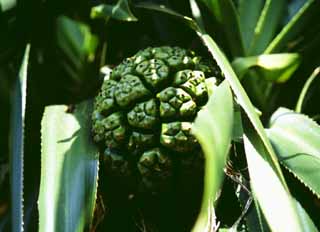 photo,material,free,landscape,picture,stock photo,Creative Commons,Fruit of Okinawa, green, fruit, , 