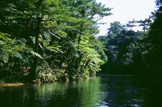 Foto, materieel, vrij, landschap, schilderstuk, bevoorraden foto,Waterside en een jungle, Waterplas, Bos, , 