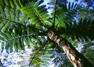 fotografia, materiale, libero il panorama, dipinga, fotografia di scorta,Albero di Fern, tronco, , , 