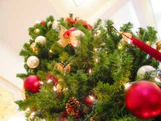 photo, la matire, libre, amnage, dcrivez, photo de la rserve,Voir un arbre X'mas, Nol, , , 