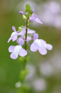 foto,tela,gratis,paisaje,fotografa,idea,Un floret morado ligero, Ptalo, Soy bonito, Soy hermoso, Limpieza