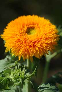 fotografia, materiale, libero il panorama, dipinga, fotografia di scorta,Il girasole del fiorente in sosia, girasole, , , 