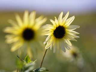 Foto, materieel, vrij, landschap, schilderstuk, bevoorraden foto,Een Fransen zonnebloem, Zonnebloem, , , 