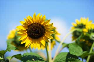 fotografia, materiale, libero il panorama, dipinga, fotografia di scorta,Un girasole, girasole, , , 