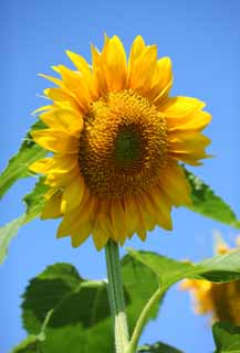 , , , , ,  .,sunflower, sunflower, , , 