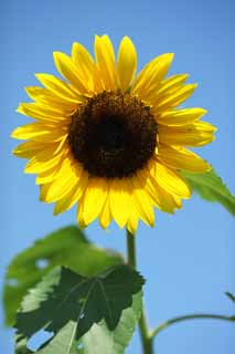 , , , , ,  .,sunflower, sunflower, , , 