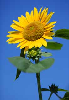 , , , , ,  .,sunflower, sunflower, , , 