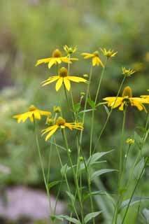 Foto, materiell, befreit, Landschaft, Bild, hat Foto auf Lager,Eine gelbe Blume, Bltenblatt, Natur, Wildes Gras, Die Blume des Feldes