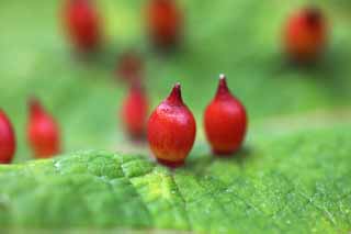 photo,material,free,landscape,picture,stock photo,Creative Commons,Twig gall, An insect lump, Twig gall, , leaf