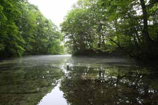 fotografia, materiale, libero il panorama, dipinga, fotografia di scorta,Parco dell'uccello del lago, Transparence, Nebbia di mattina, primavera, foresta vergine