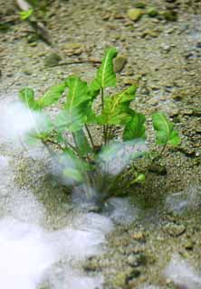 fotografia, materiale, libero il panorama, dipinga, fotografia di scorta,Il waterweed del Parco dell'uccello del Lago, Transparence, waterweed, primavera, Sabbia