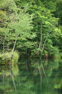 photo,material,free,landscape,picture,stock photo,Creative Commons,Lake bird Park, Transparence, White birch, spring, virgin forest