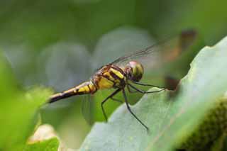 photo,material,free,landscape,picture,stock photo,Creative Commons,A dragonfly, dragonfly, , feather, Compound eyes